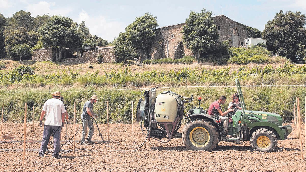 En la masía de Can Calopa de Dalt, gestionada por la cooperativa L’Olivera, cultivan de forma sostenible 2,5 hectáreas de viñas
