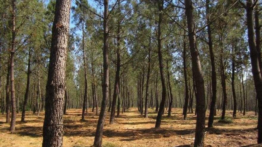La plantación de pinos del país de Castro de Cabras, gestionada por el centro de Lourizán.