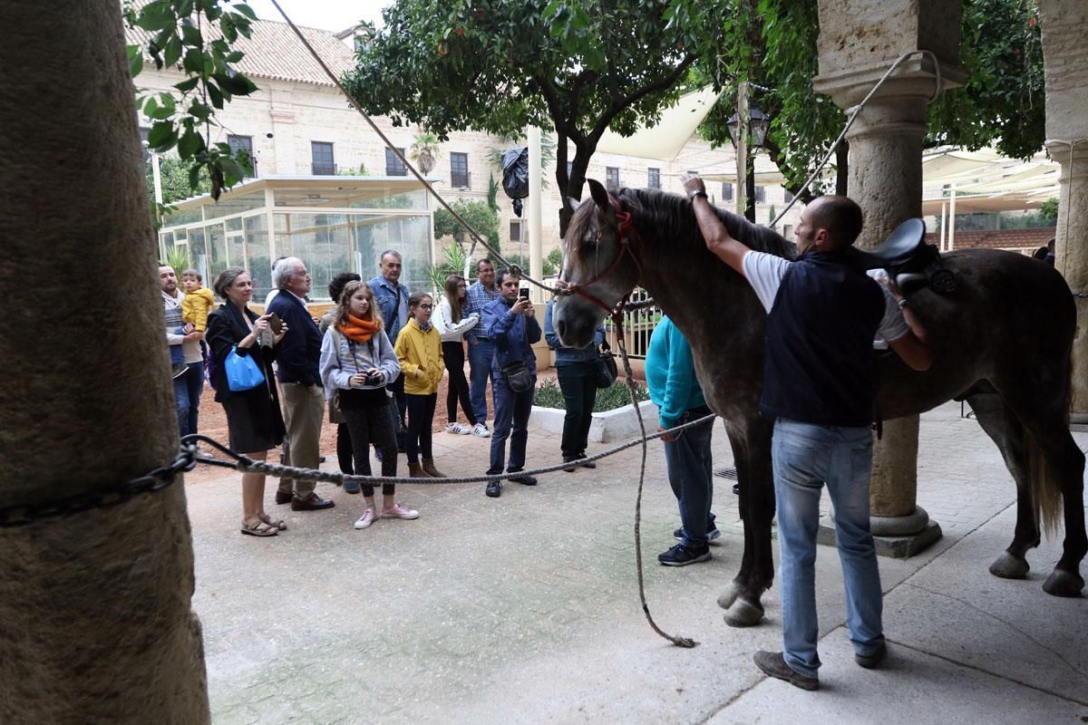 Jornadas de puertas abiertas en Caballerizas Reales