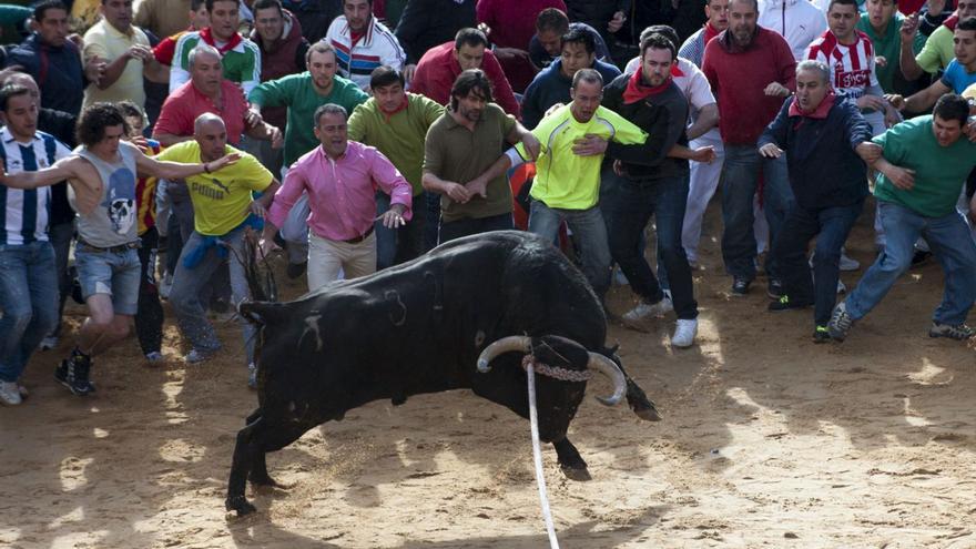 Momento de la salida de uno de los toros enmaromados de ediciones pasadas, «Cortador». | J. A. G.