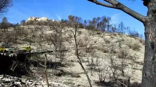 Comença la tala d'arbres a la zona afectada per l'incendi de Carme per evitar l'esfondrament del sòl en cas de pluges