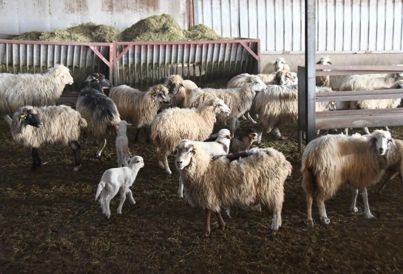 15/03/2019 TELDE.  Granja en la costa de Telde, donde unos perros matarón a una veintena de ovejas. Fotografa: YAIZA SOCORRO.  | 15/03/2019 | Fotógrafo: Yaiza Socorro