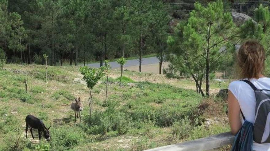 Los burros fariñeiros, en San Vicente. // Muñiz