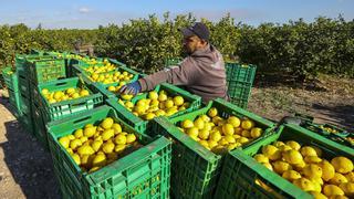 El descontrol de la inflación en Europa hunde la demanda de productos ecológicos alicantinos