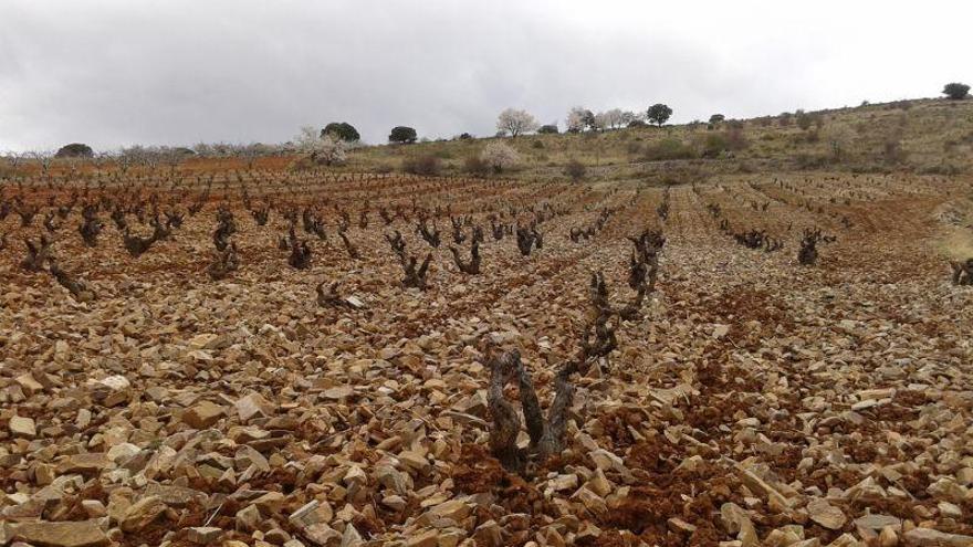 La DOP de Calatayud mantiene la exportación como eje de su estrategia de negocio