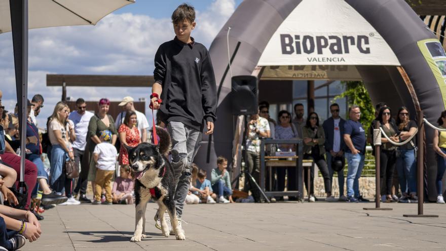 Una treintena de perros abandonados desfilan en València para encontrar un hogar