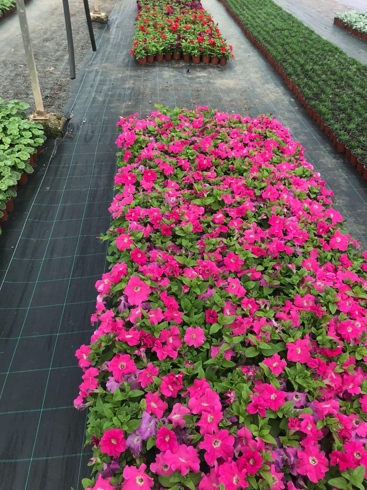 La Diputación de Cáceres distribuirá 48.000 plantas de diez especies diferentes en su Campaña de Primavera para embellecer municipios La Diputación de Cáceres distribuirá 48.000 plantas de diez especies diferentes en su Campaña de Primavera para embellecer municipios