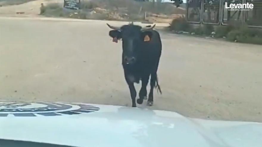 Atrapan a una vaquilla que se escapó de una finca de Arganda del Rey