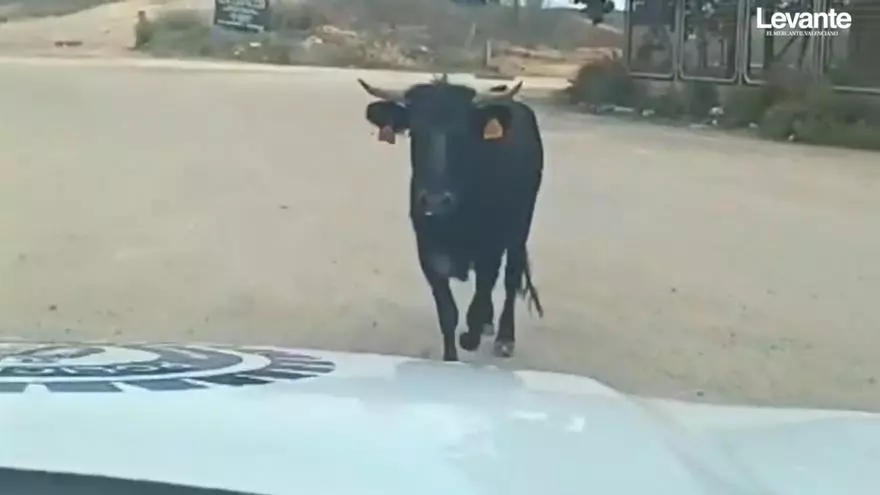 Atrapan a una vaquilla que se escapó de una finca de Arganda del Rey