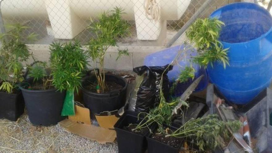 Las plantas de marihuana han sido localizadas en una vivienda del casco antiguo