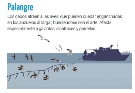 Las explicaciones de SEO/BirdLife sobre el palangre.
