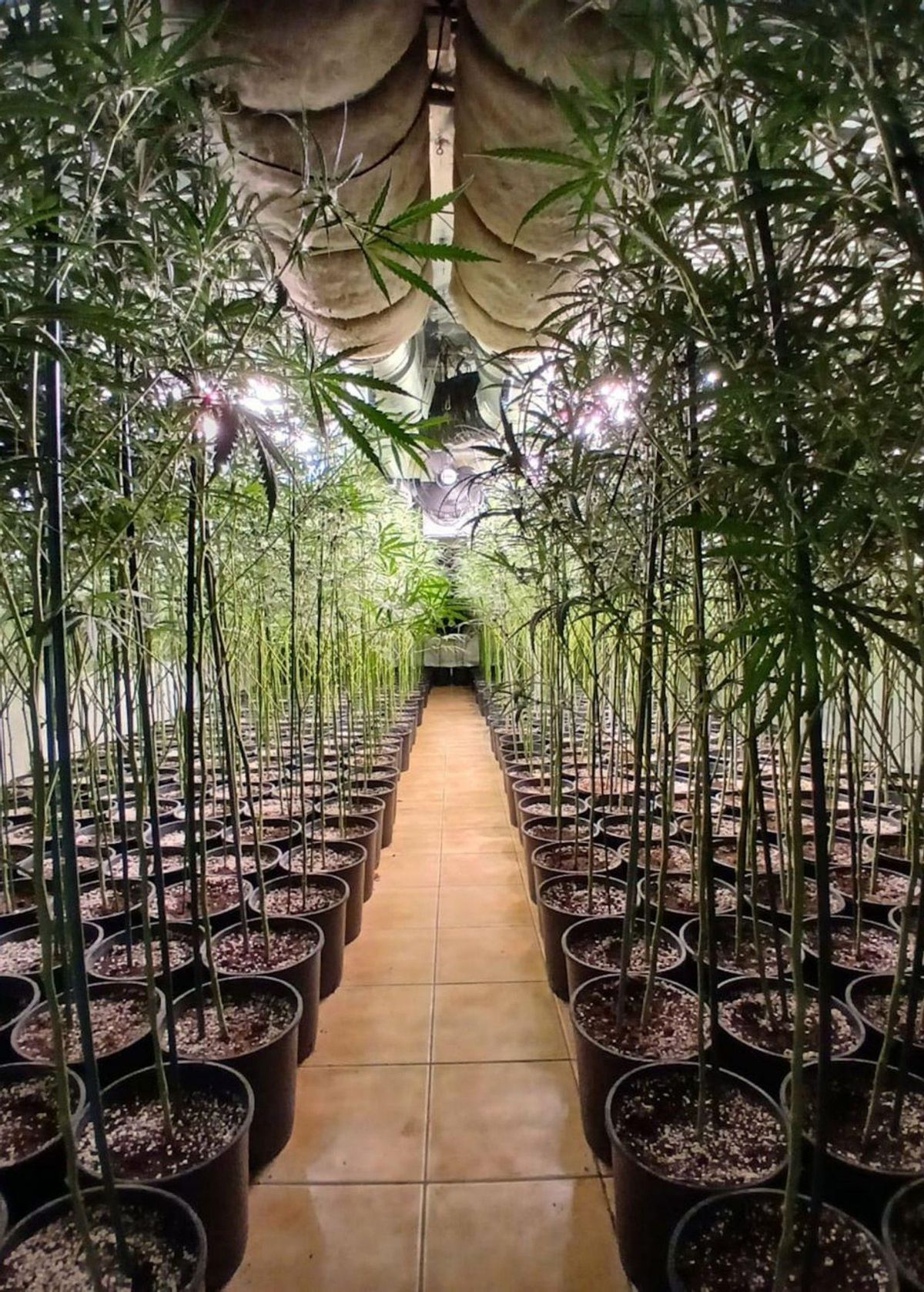 El frau elèctric descobreix la marihuana oculta en polígons