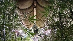 El frau elèctric descobreix la marihuana oculta en polígons