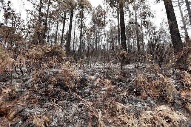 Zonas arrasadas por el incendio en el Norte de Tenerife