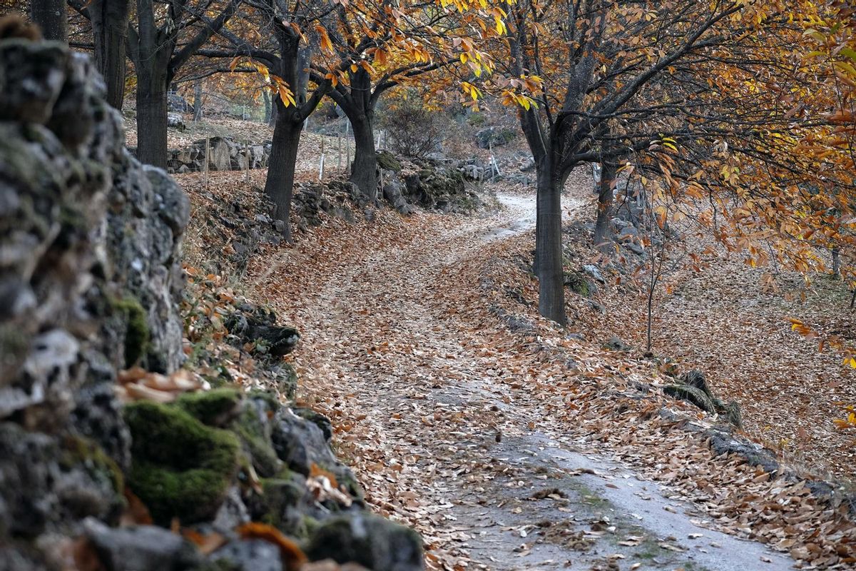Caminho de Torres entre castaños en Sernancelhe.