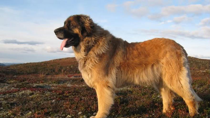 El Leonberger es una de las razas de perro más grandes del mundo