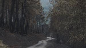 Com ha de ser la gestió dels nostres boscos, Tema del Diumenge