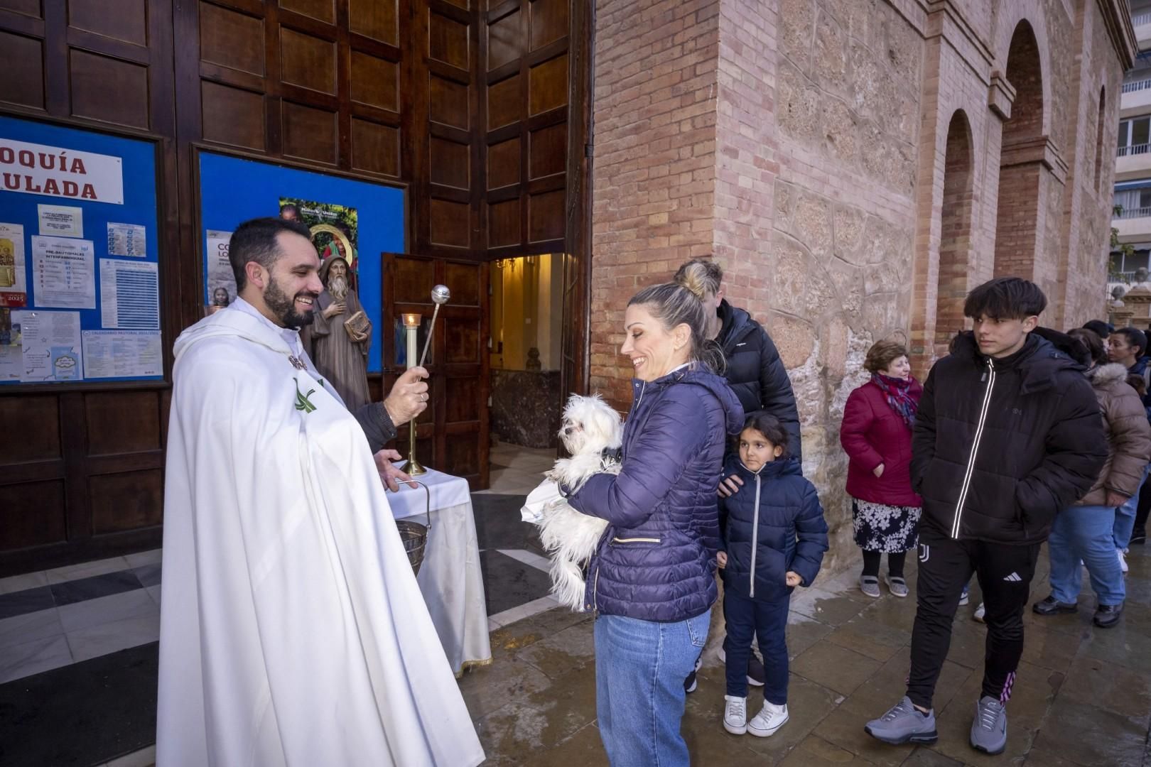 Bendición de animales por San Antón bajo una lluvia invernal en Torrevieja
