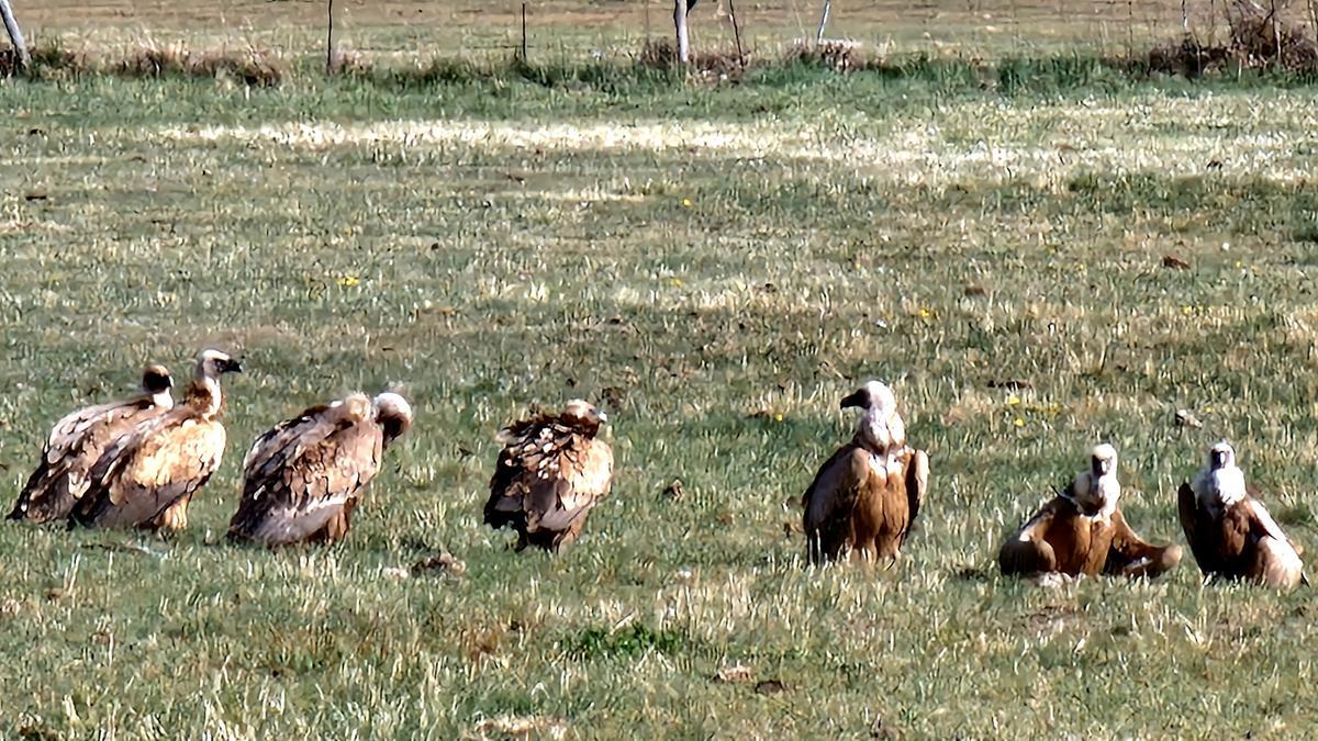 Voltors descansant a la Cerdanya.