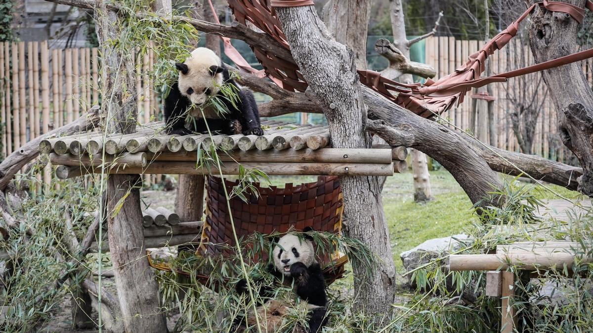 Los dos osos panda que actualmente habitan en el Zoo de Madrid y próximamente regresarán a China