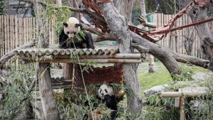 Los dos osos panda que actualmente habitan en el Zoo de Madrid y próximamente regresarán a China