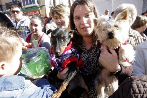 Bendición de animales en Cartagena por San Antón