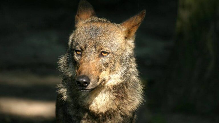 Un lobo, en una foto de archivo.