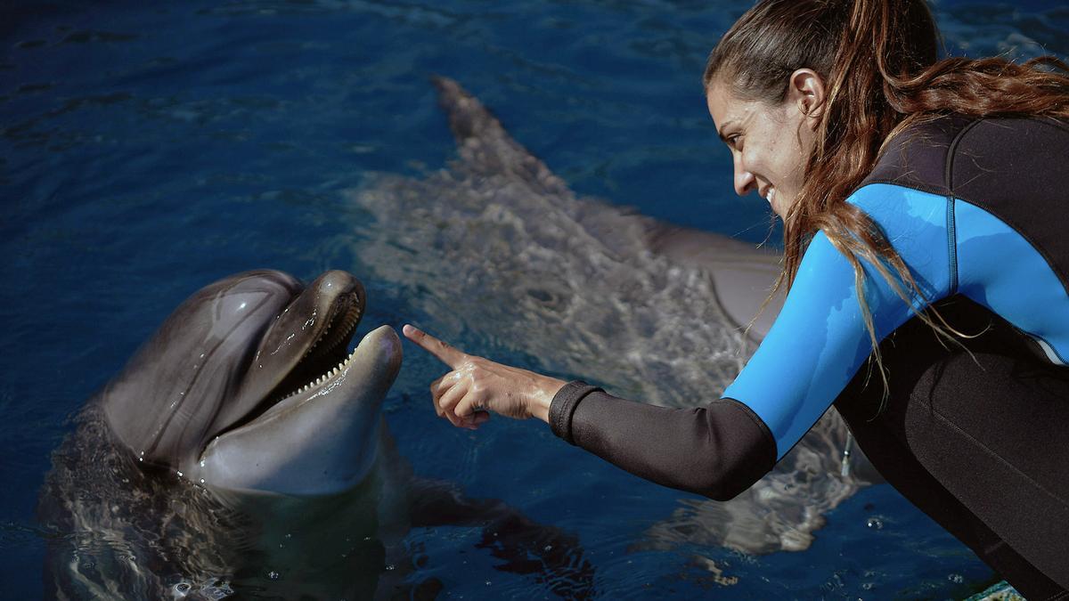 La exhibición de delfines es el gran punto de atracción del Oceanogràfic Valencia.