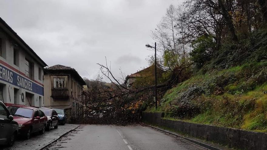 Un árbol corta la carretera nacional a la altura de Vega de Anzo (Grado) y otro cae en Carbayín Bajo (Siero)