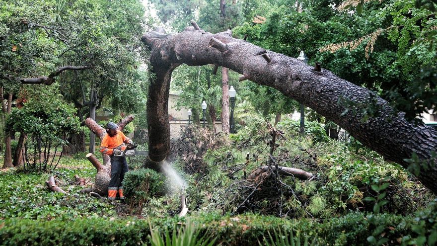 Cae un árbol de gran tamaño en el parque Ribalta de Castelló