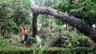 La lluvia causa la caída de un árbol en el parque Ribalta de Castelló