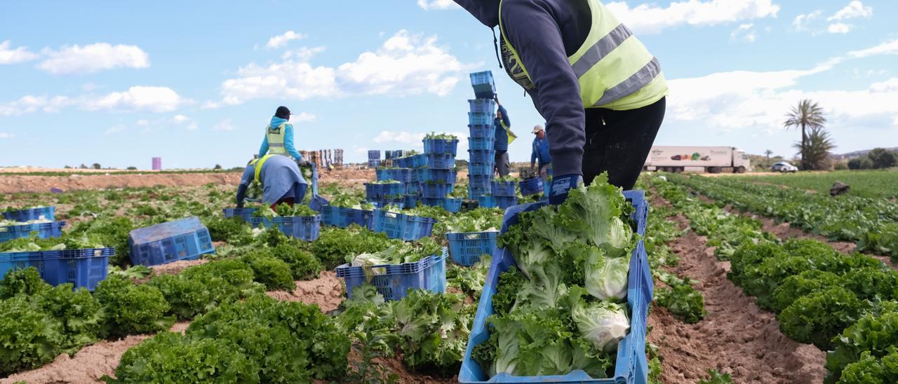 ¿Puede permitirse España 3,8 millones de hectáreas de regadío?