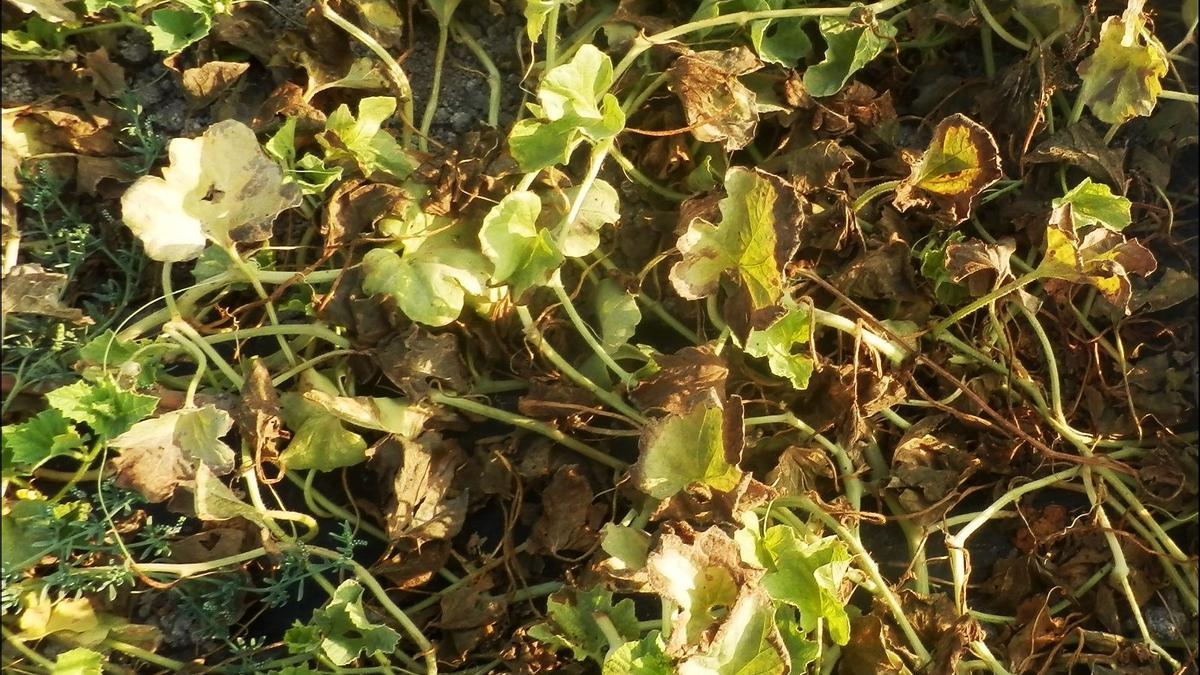 El CITA investiga para combatir las enfermedades en melones y sandías.