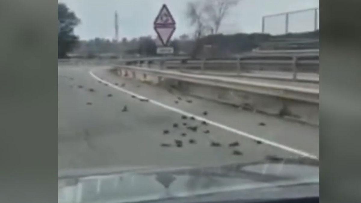 Decenas de estorninos aparecen muertos en la carretera entre Salou y Tarragona