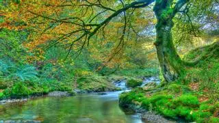 La ruta de senderismo más infravalorada de España tiene el mejor robledal del país