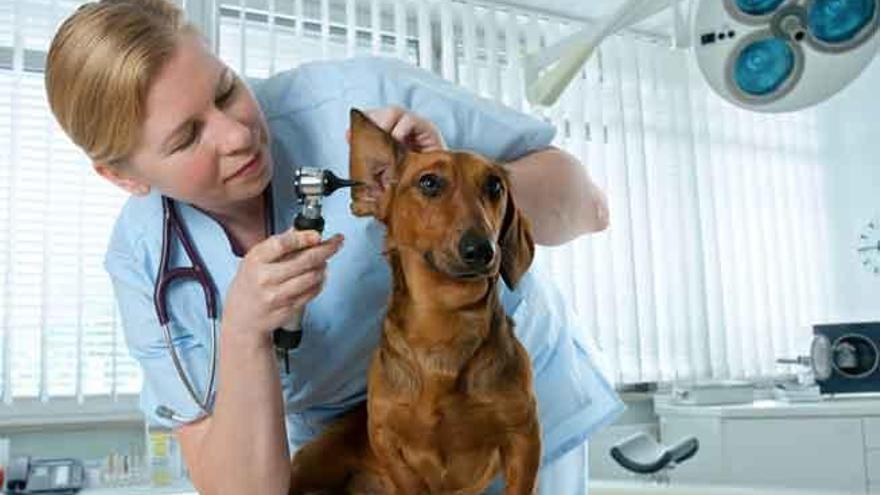 El Congreso acuerda rebajar el IVA de los servicios veterinarios