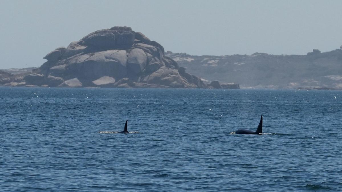 Las orcas siguen navegando y cazando a la altura de las Rías Baixas.