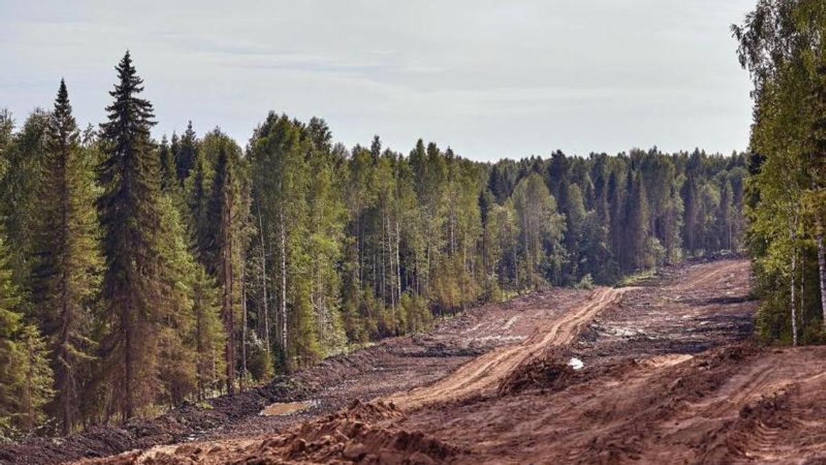 La desforestació per la construcció està acabant amb les nostres reserves