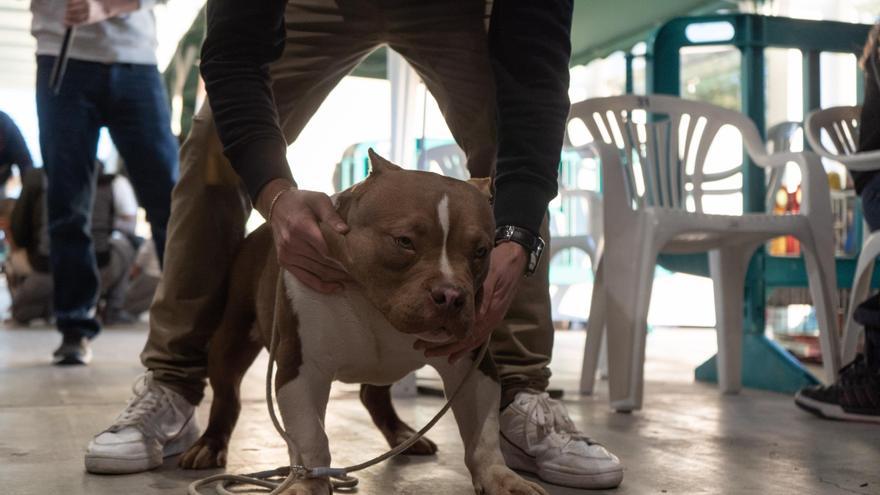 Pasión canina: los mejores ejemplares del mundo de American Bully se dan cita en Zamora