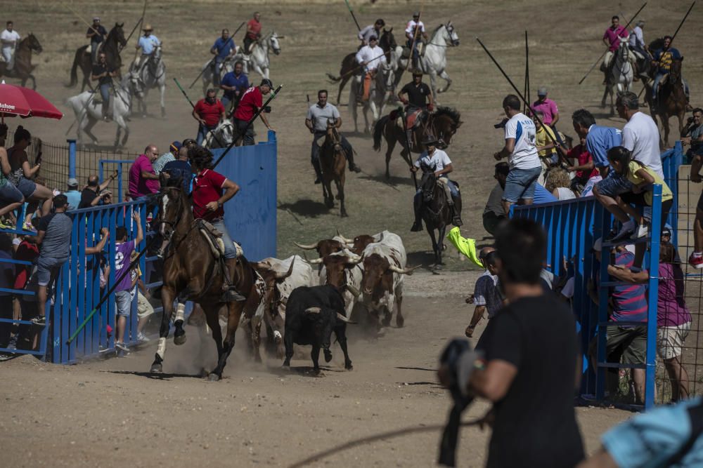 Fiestas en la provincia | Encierro en Fuentelapeña