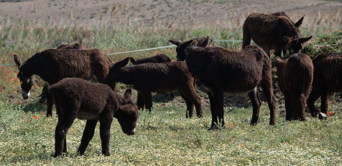 1 y 2- Burros de la raza asnal zamorano-leonesa en las instalaciones de Torres del Carrizal. 3- Cata de yogures. 4- Nave ganadera. 5- Asistentes a la presentación del Proyecto Donsheep. 6- Cata de quesos. 7. Ordeño de burras  |