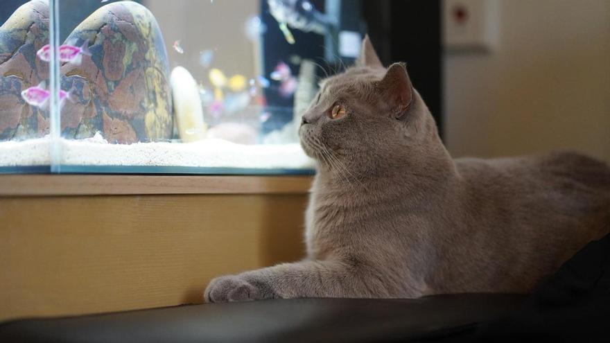 Mascotas que no deberían convivir bajo el mismo techo: combinaciones que suelen acabar mal