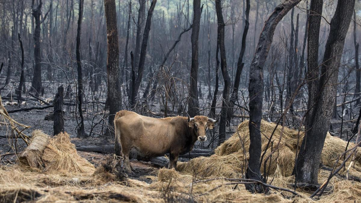 Una vaca en un paraje devorado por la llamas, en el concello ourensano de Maceda.