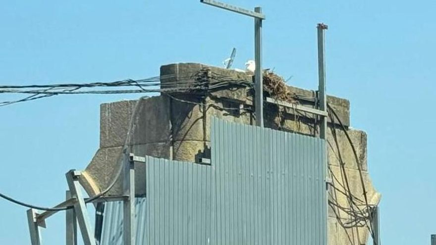 Una familia de gaviotas, las primeras inquilinas del Barrio do Cura en una fachada pendiente de derrumbe