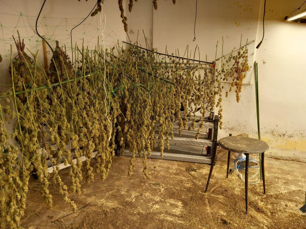 Els detingut tenien 1.187 plantes en procés d’assecament