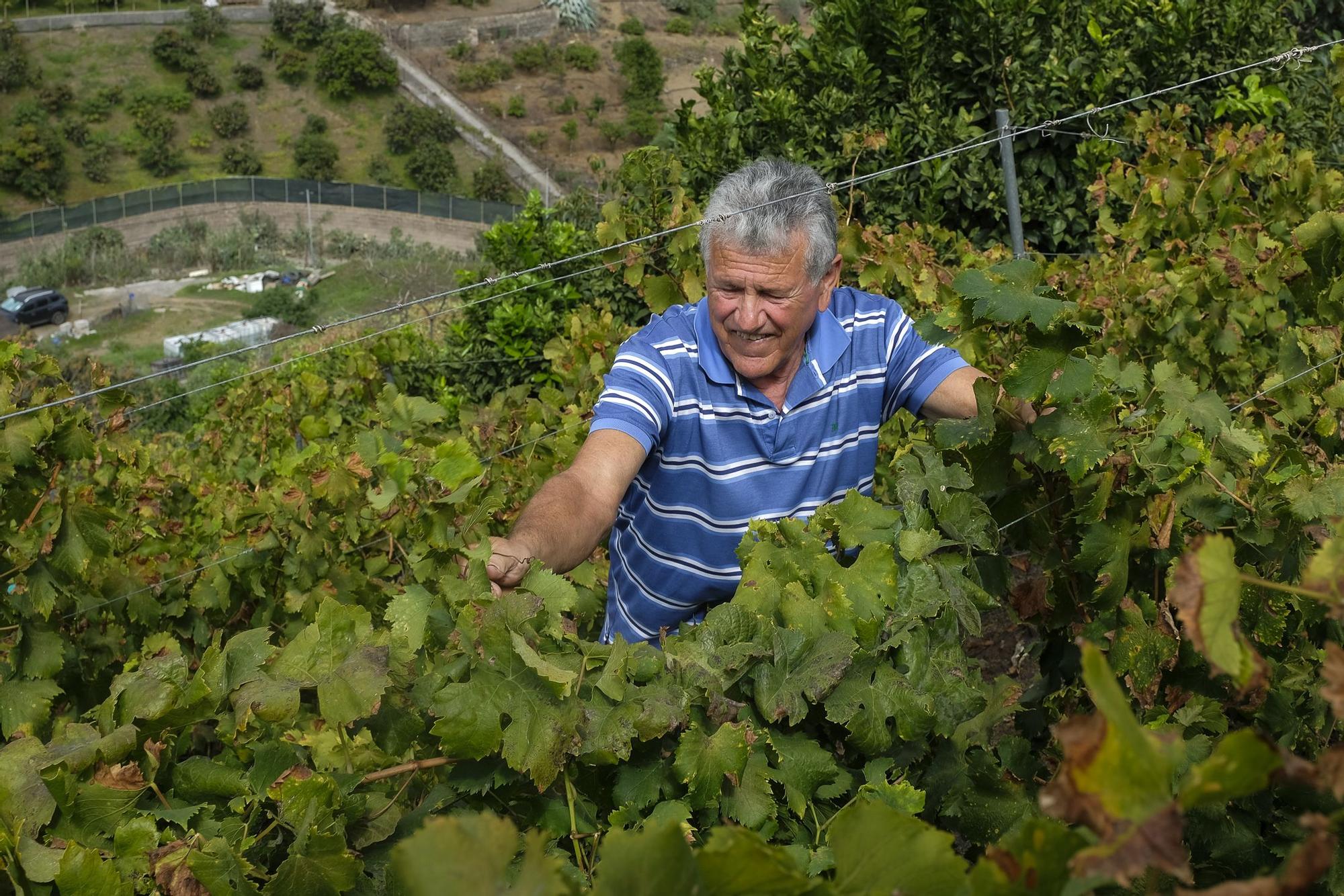 Bodega Señorío de Cabrera