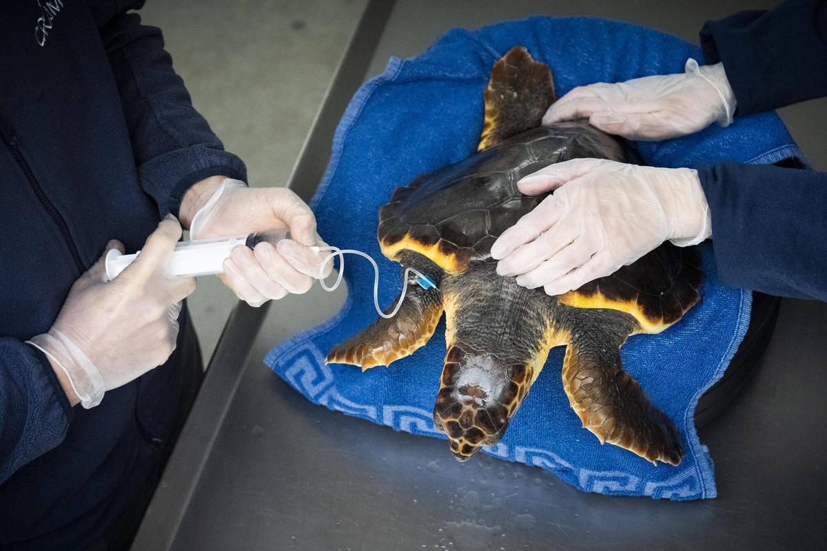 Unos veterinarios atienden a una tortuga ingresada en el hospital marino del CRAM.
