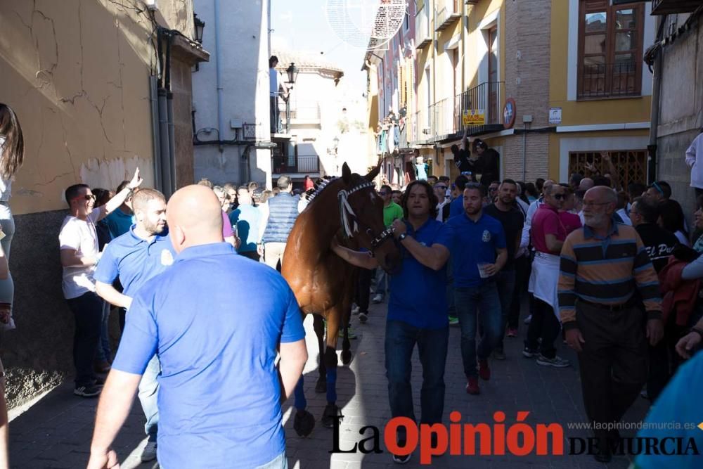 Caballo a pelo Caravaca (Desfile)