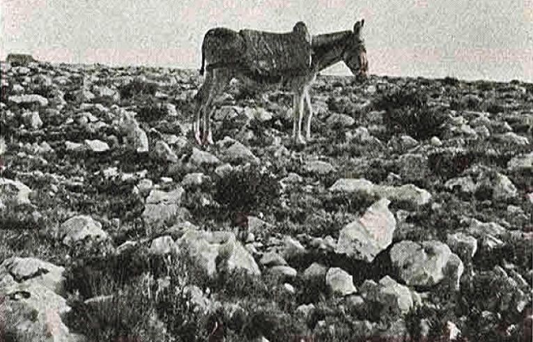 Cien años de paisaje en el Montgó