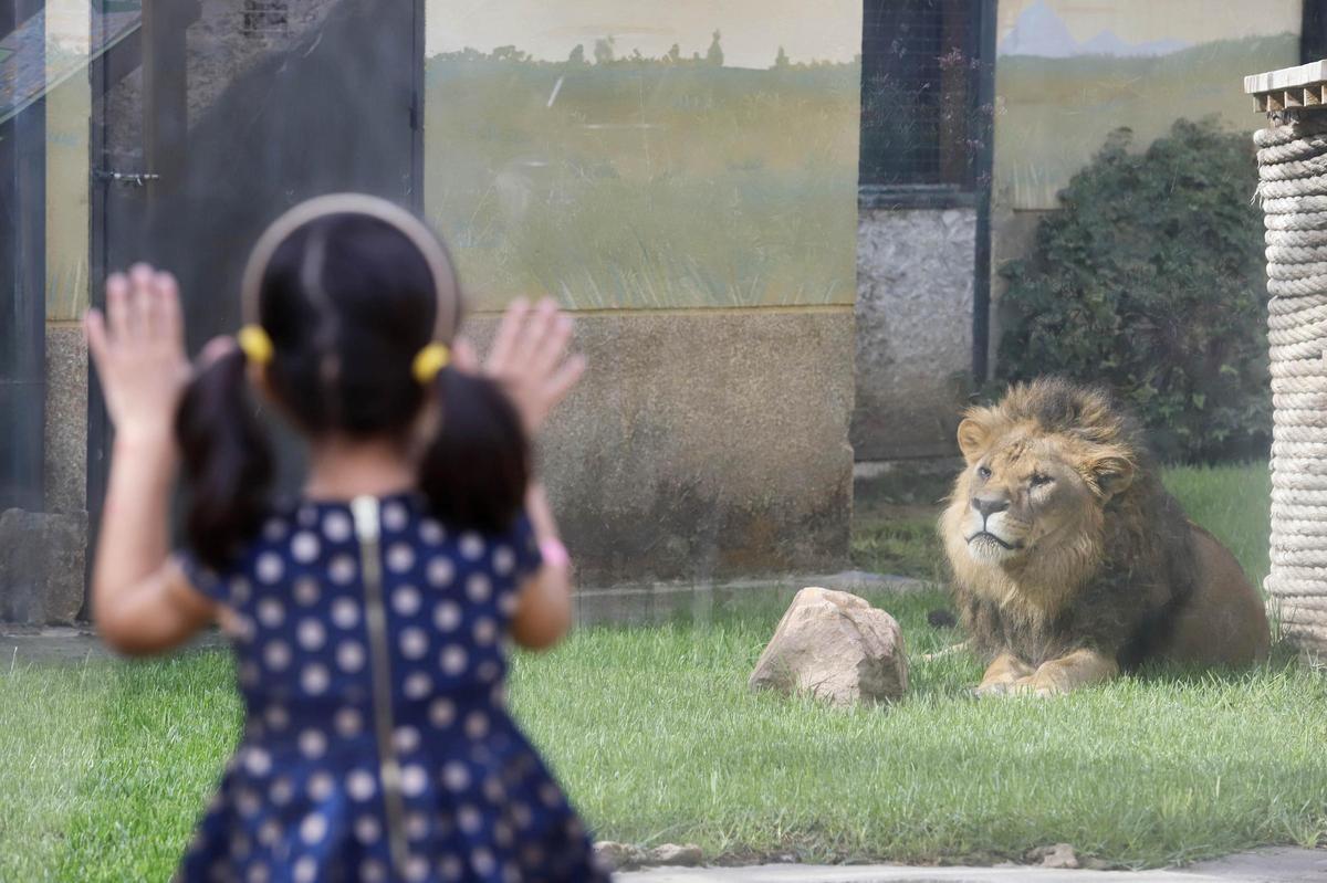 El Zoo ofrece la experiencia de dormir entre animales.